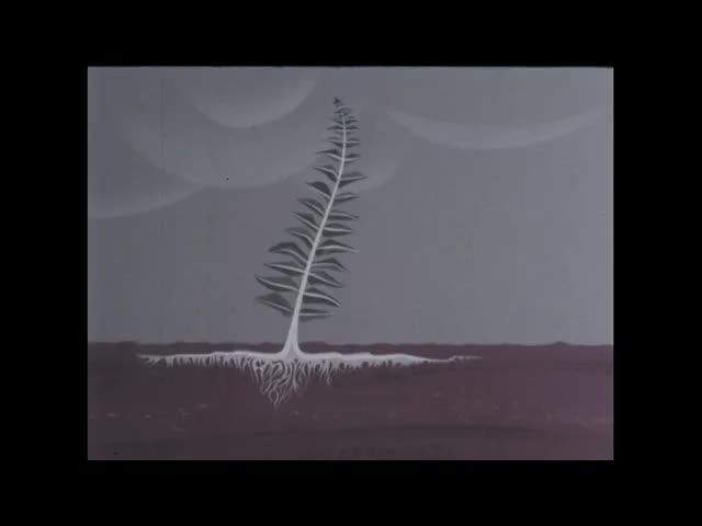 Mosses: Liverworts And Ferns (1969)