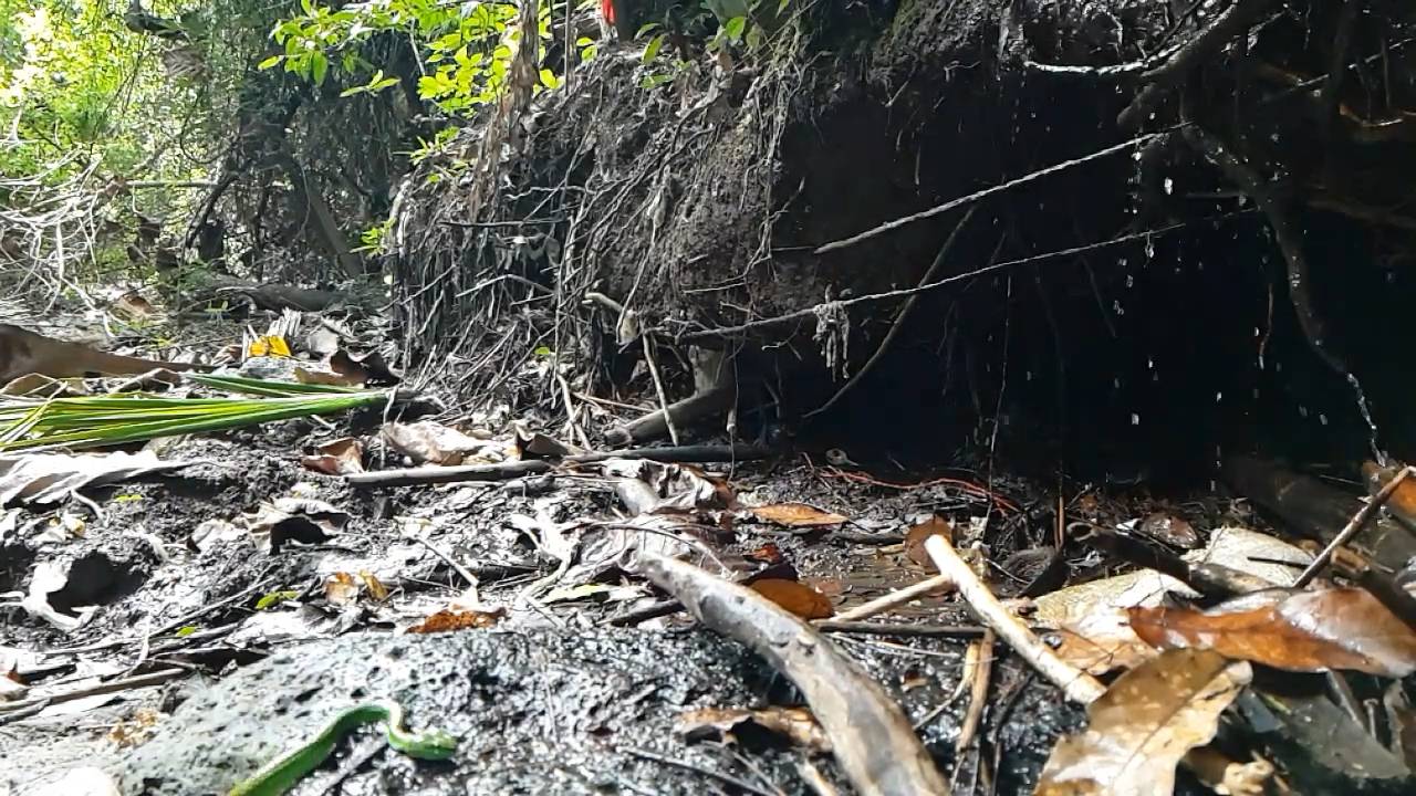 Asia's deadliest snakes