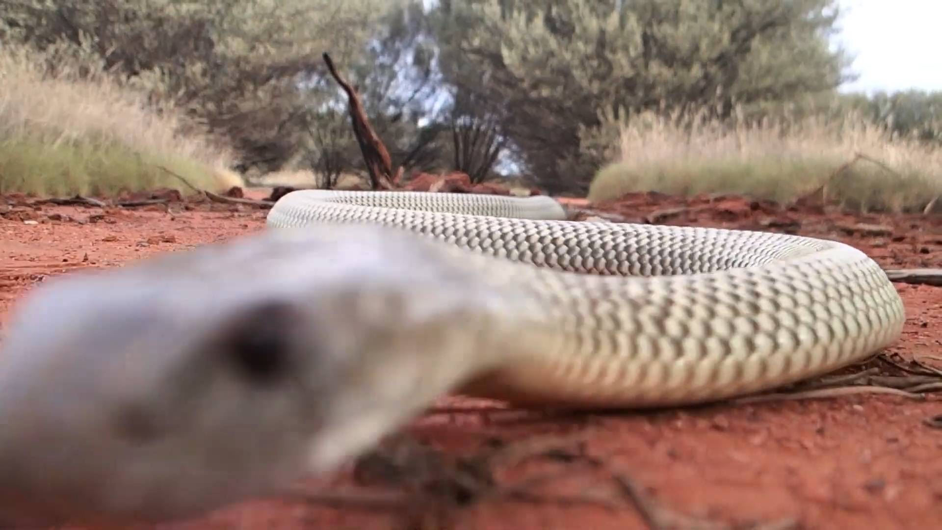 Australia's most dangerous snakes | Venomous wildlife animals