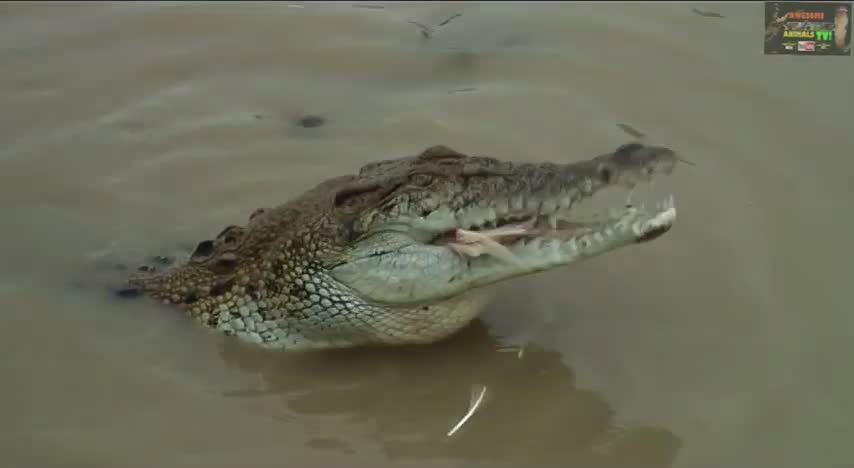 Best ever crocodile compilation | World's top 10 dangerous animals