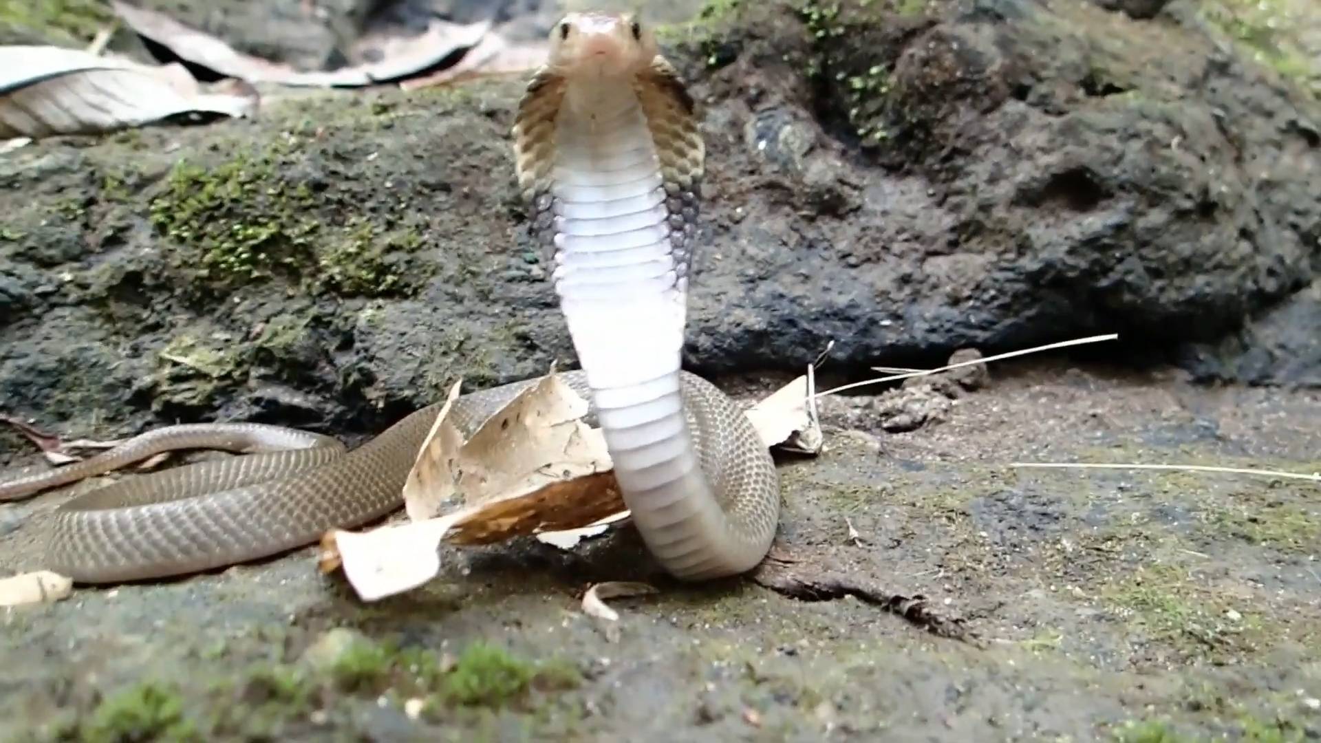 Cobra kills the camera | Top 10 venomous snakes dangers in Bali