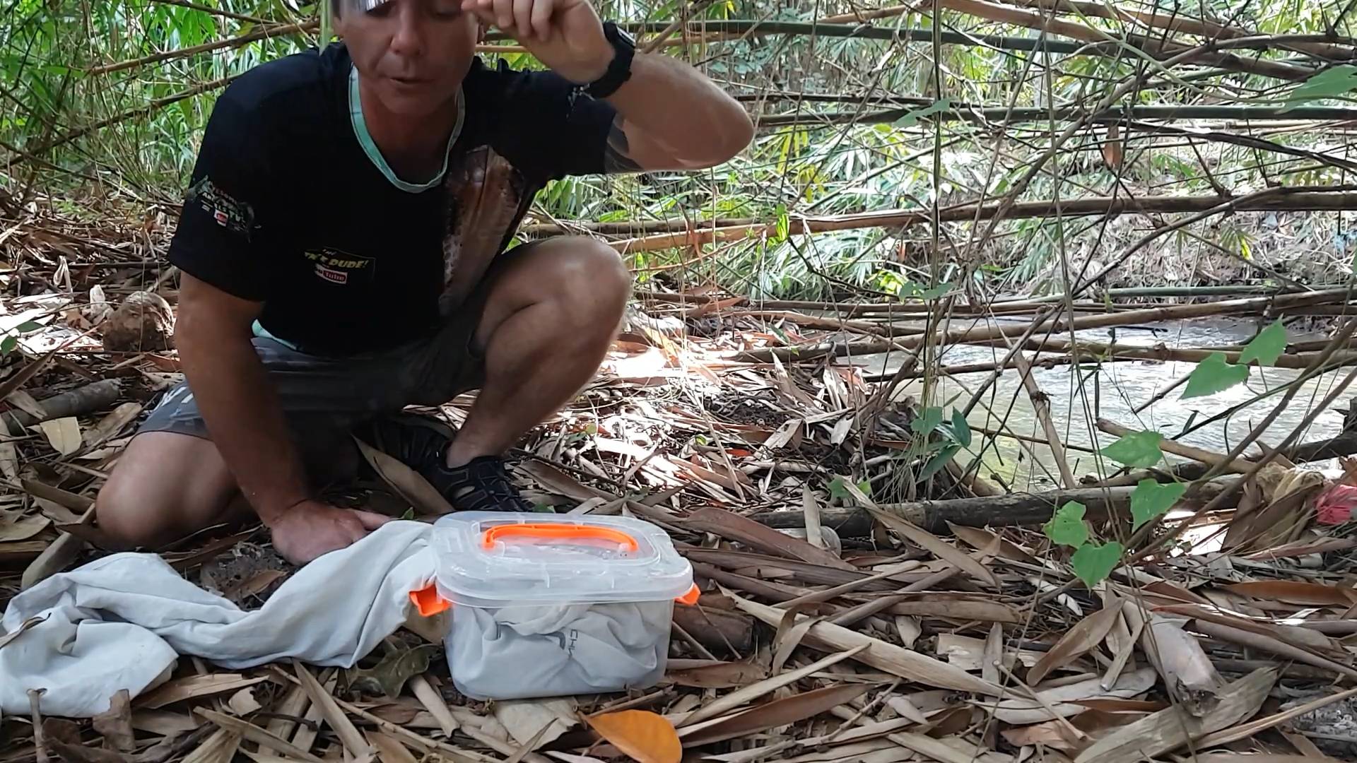 Cobra snake vs balloon | Snake rescue