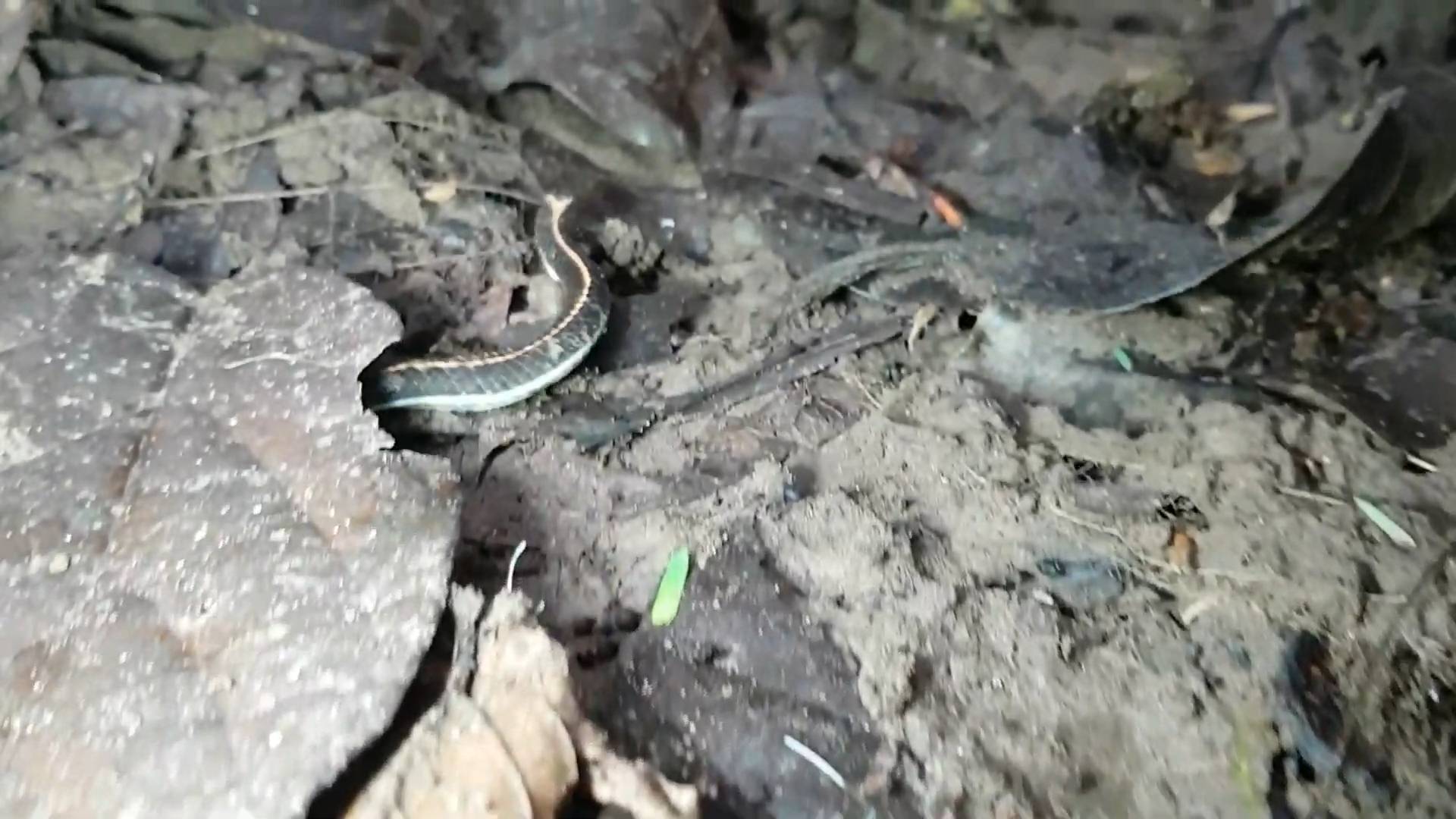 Coral snake | The snake with chilli warning and Malaysian coral snake
