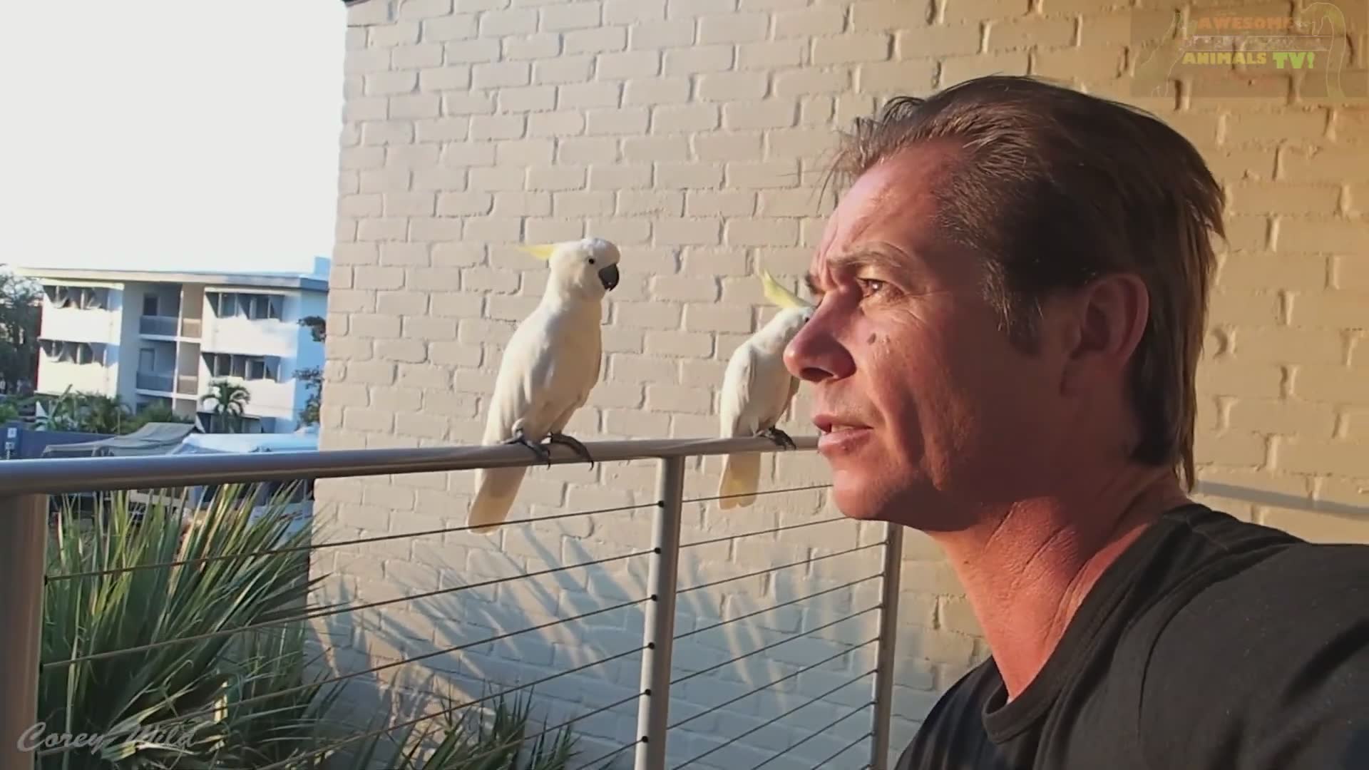 Crazy cockatoos | Crazy parrot birds and cockatoo freakout with angry birds
