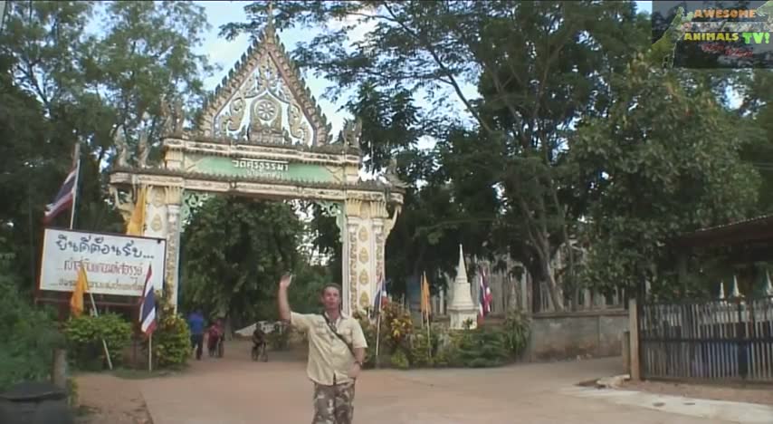 Crazy king cobra village in Thailand | The snake man adventures