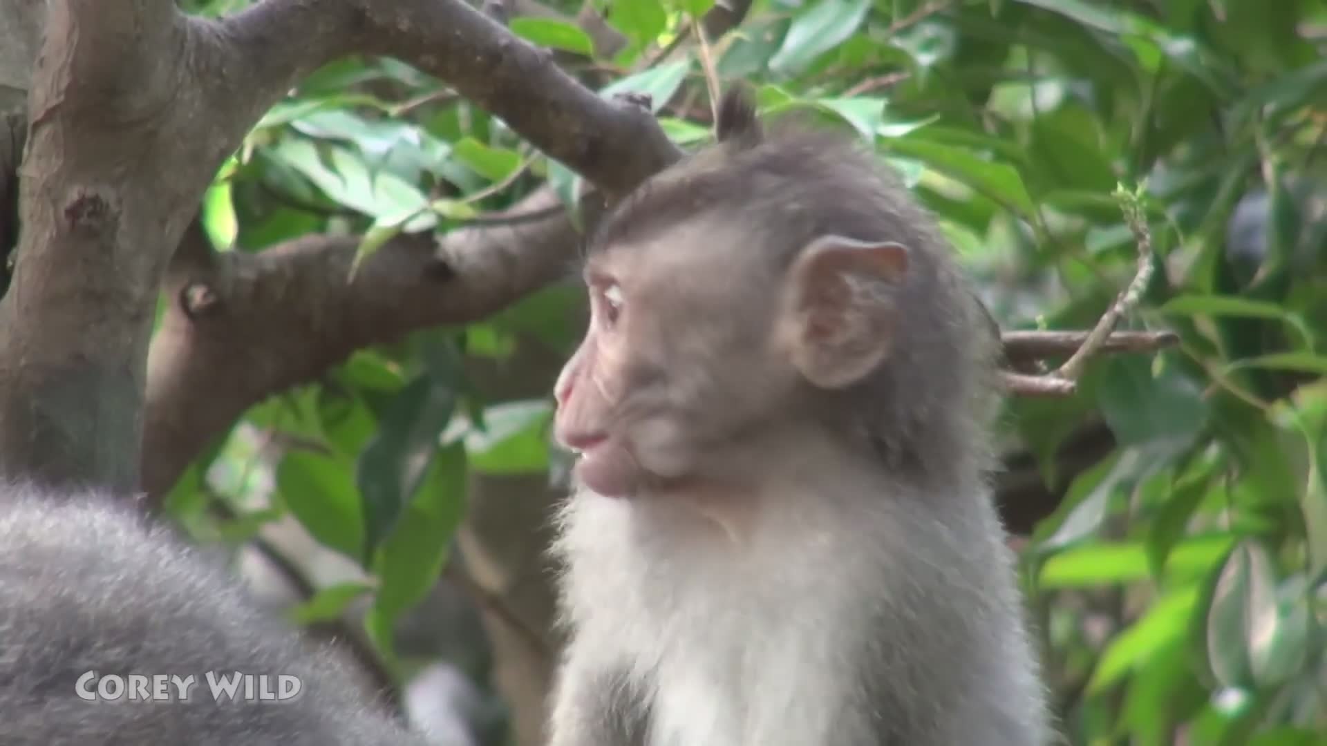 Cute baby animals | Cute baby monkeys and cutest baby animals