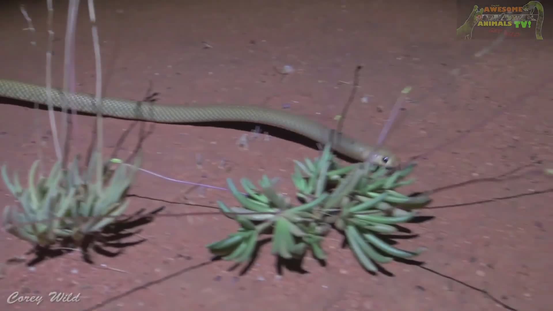 Deadly venomous snakes | Brown snake, king brown mulga snake, white cobra with snake bite first aid