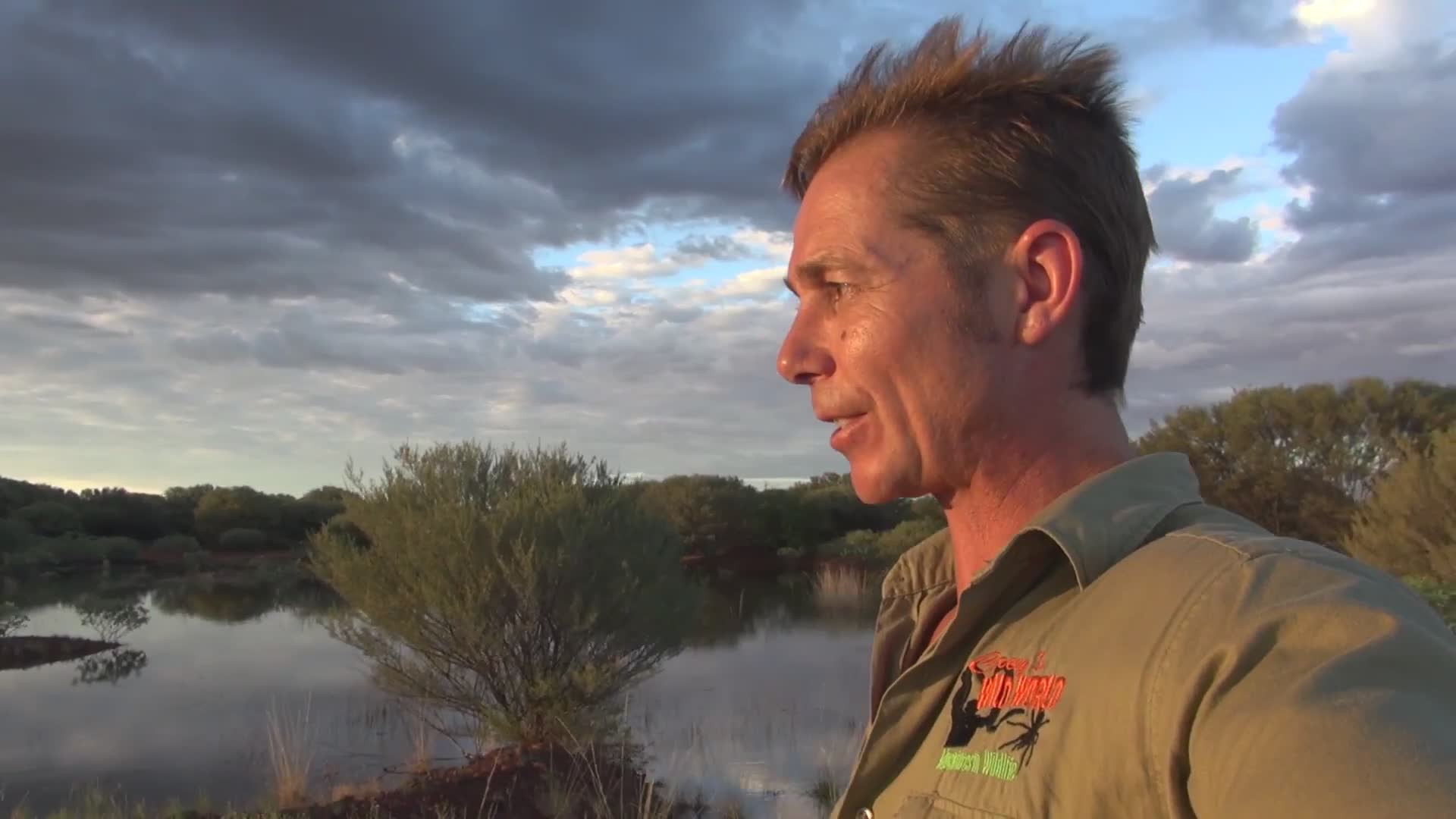 Desert shield shrimp | Desert crustaceans first crustacean contact