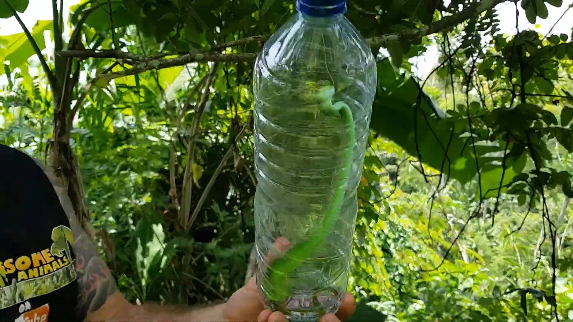 Don't mess with snakes | Animals, reptiles, vipers and funny animals