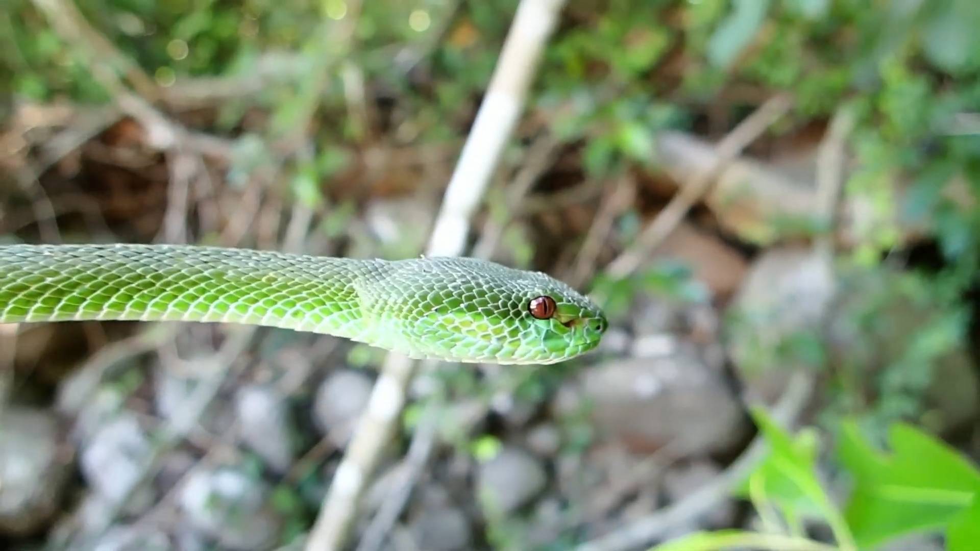 Don't play with venomous snakes | Snake bites