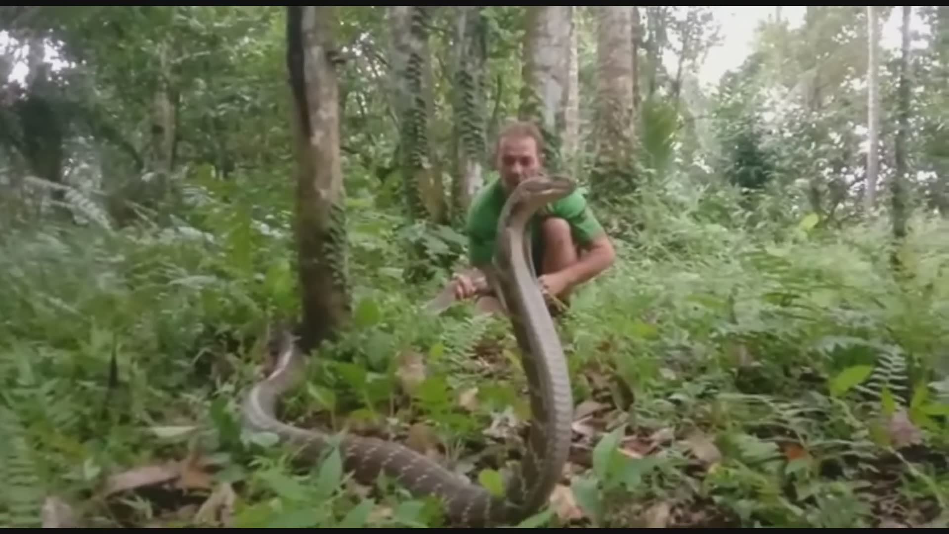 Don't play with venomous snakes | King cobra snake charmer world's biggest