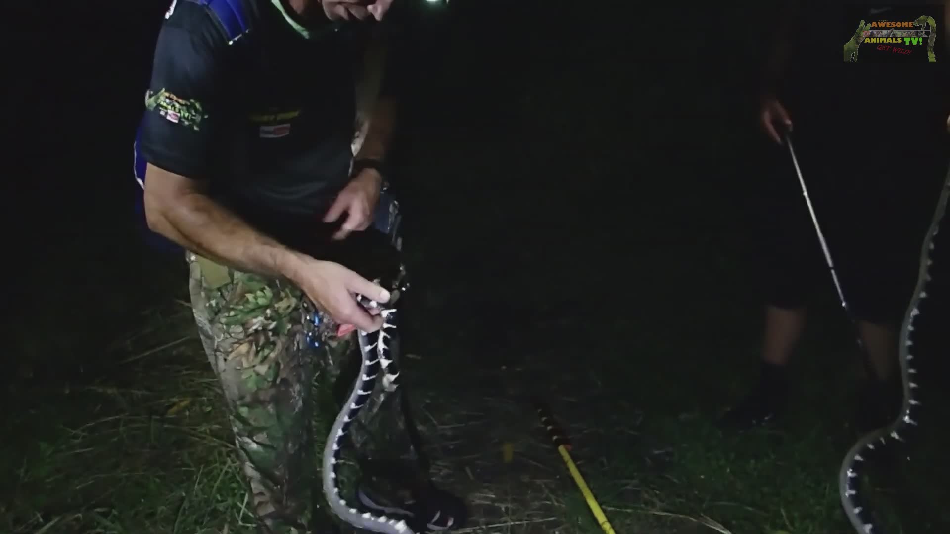 Don't play with venomous snakes like this