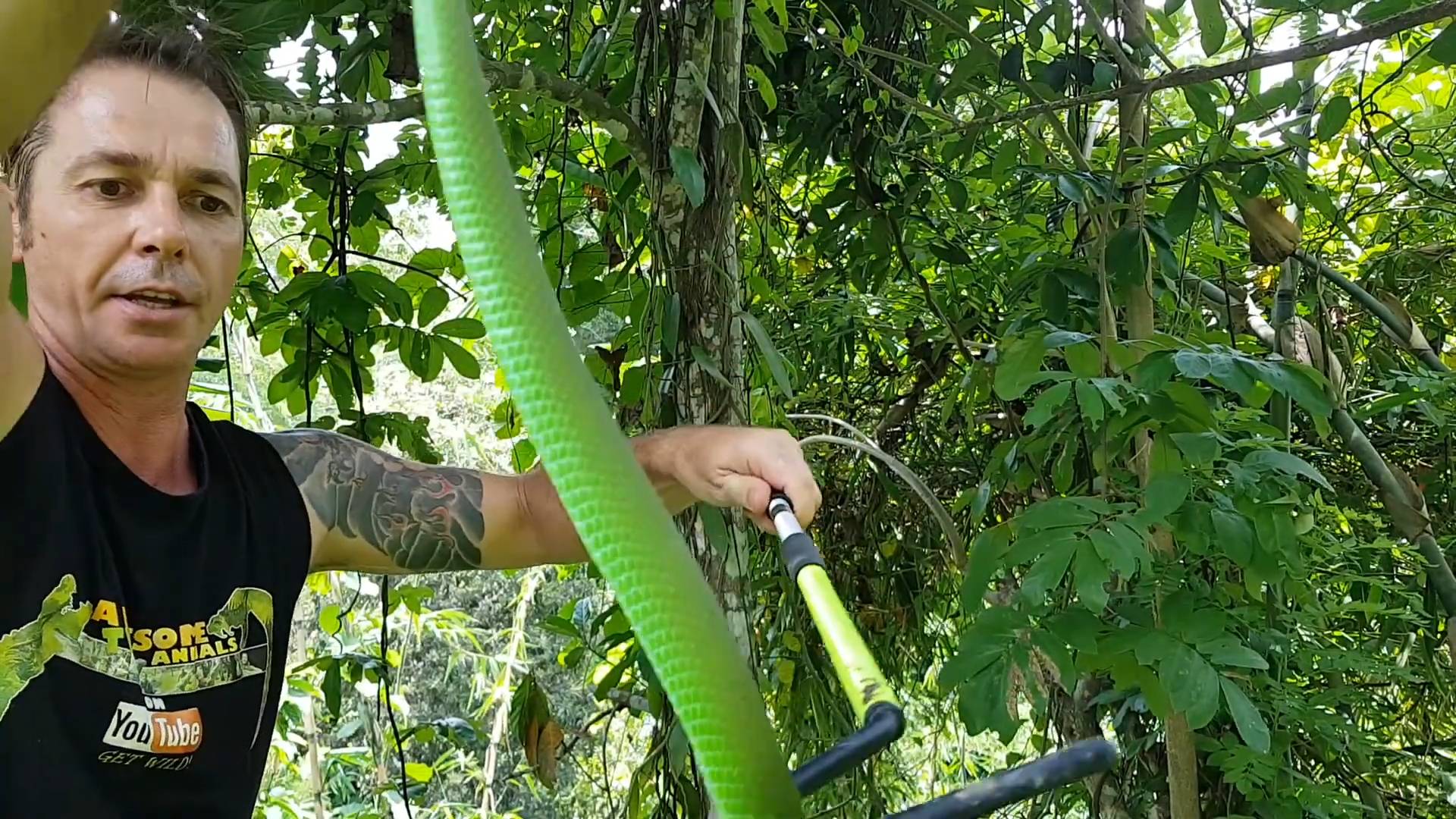 Emerald green viper venom extraction