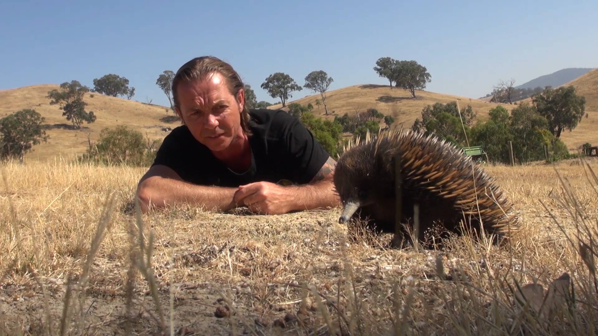 Echidna | Spiney anteater weird animals of wild Australia with bush tucker