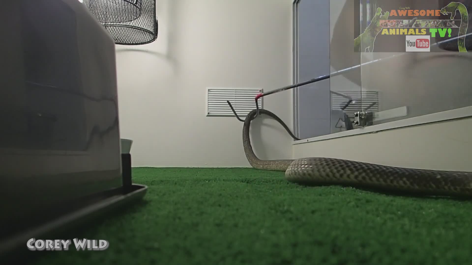 Feeding hungry snakes | Snake vs rat with king brown snake and mulga