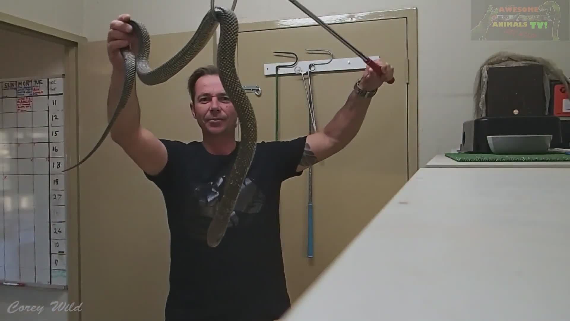Feeding venomous snakes | Australia snake man vs rodents with king brown or mulga