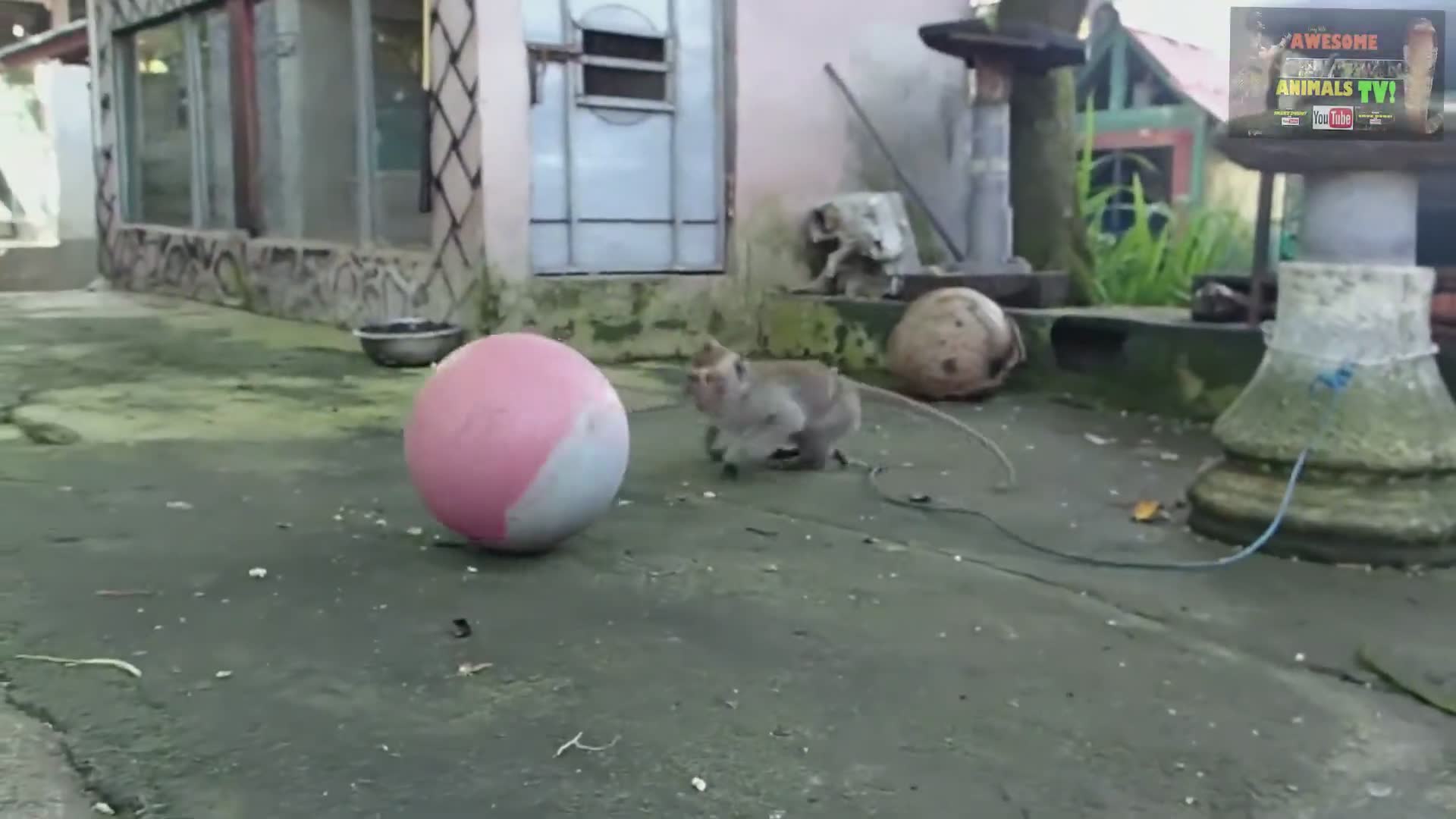 Funny monkey video | Monkey moments