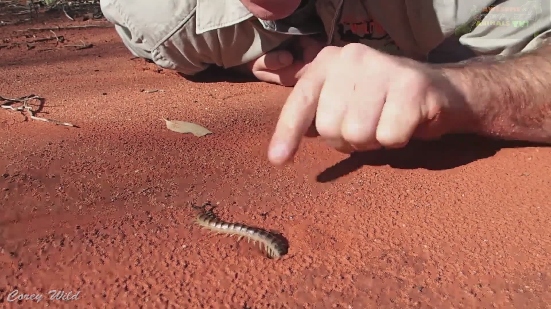 Giant desert centipede encounter