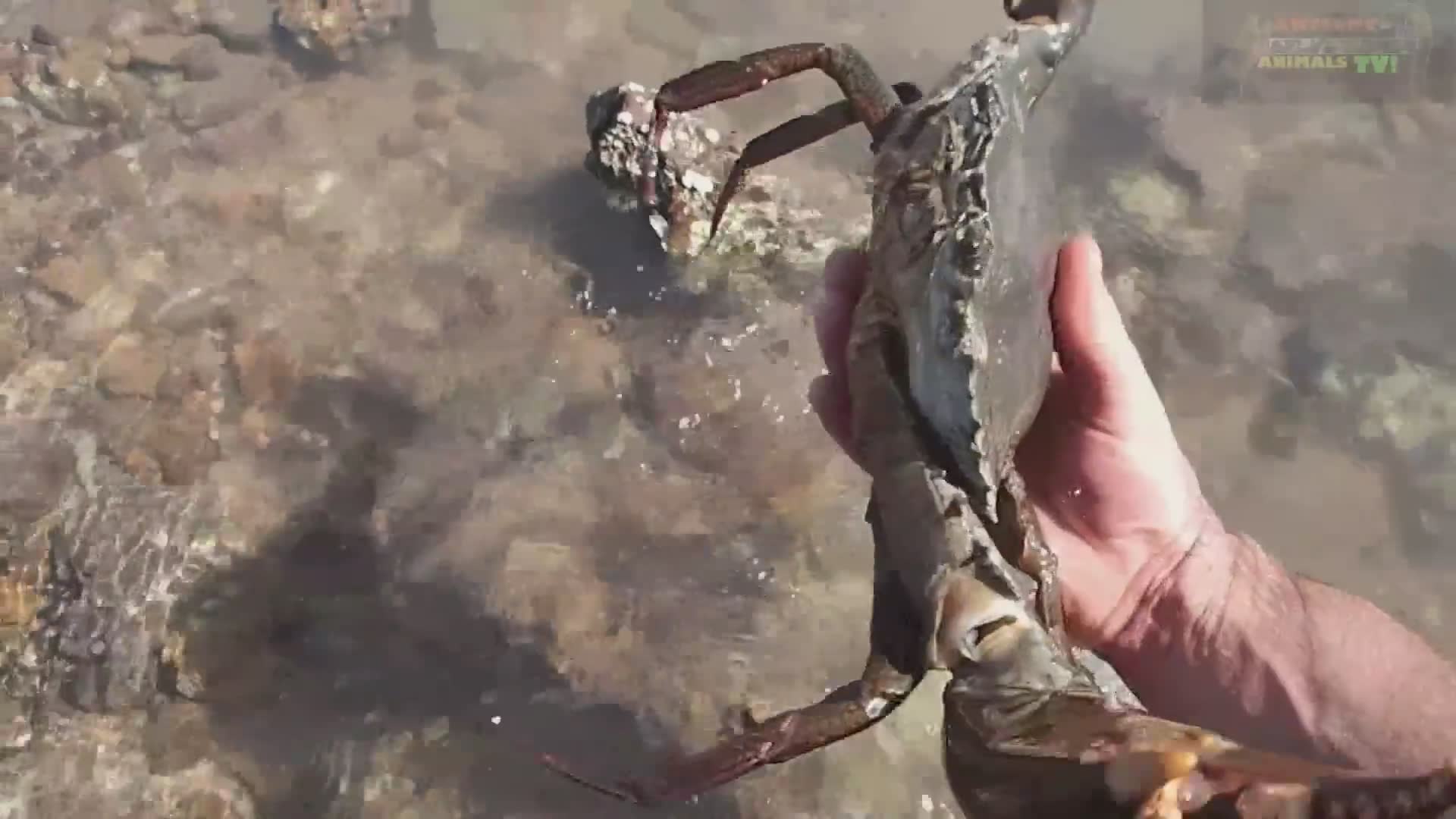 Giant mud crabs | Catch and cook crab sizes with survival skills