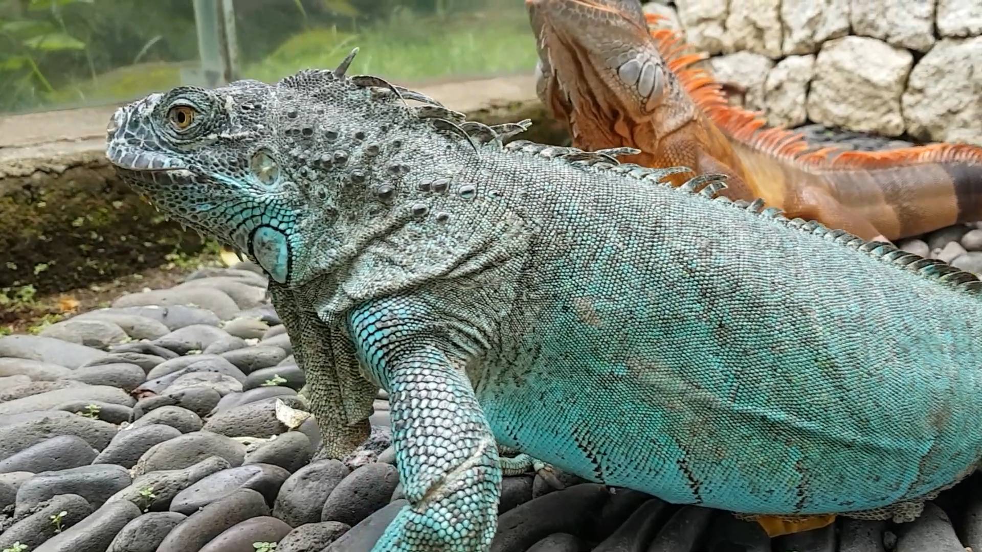 Iguana dragon lizards | Blue, red and green iguana species