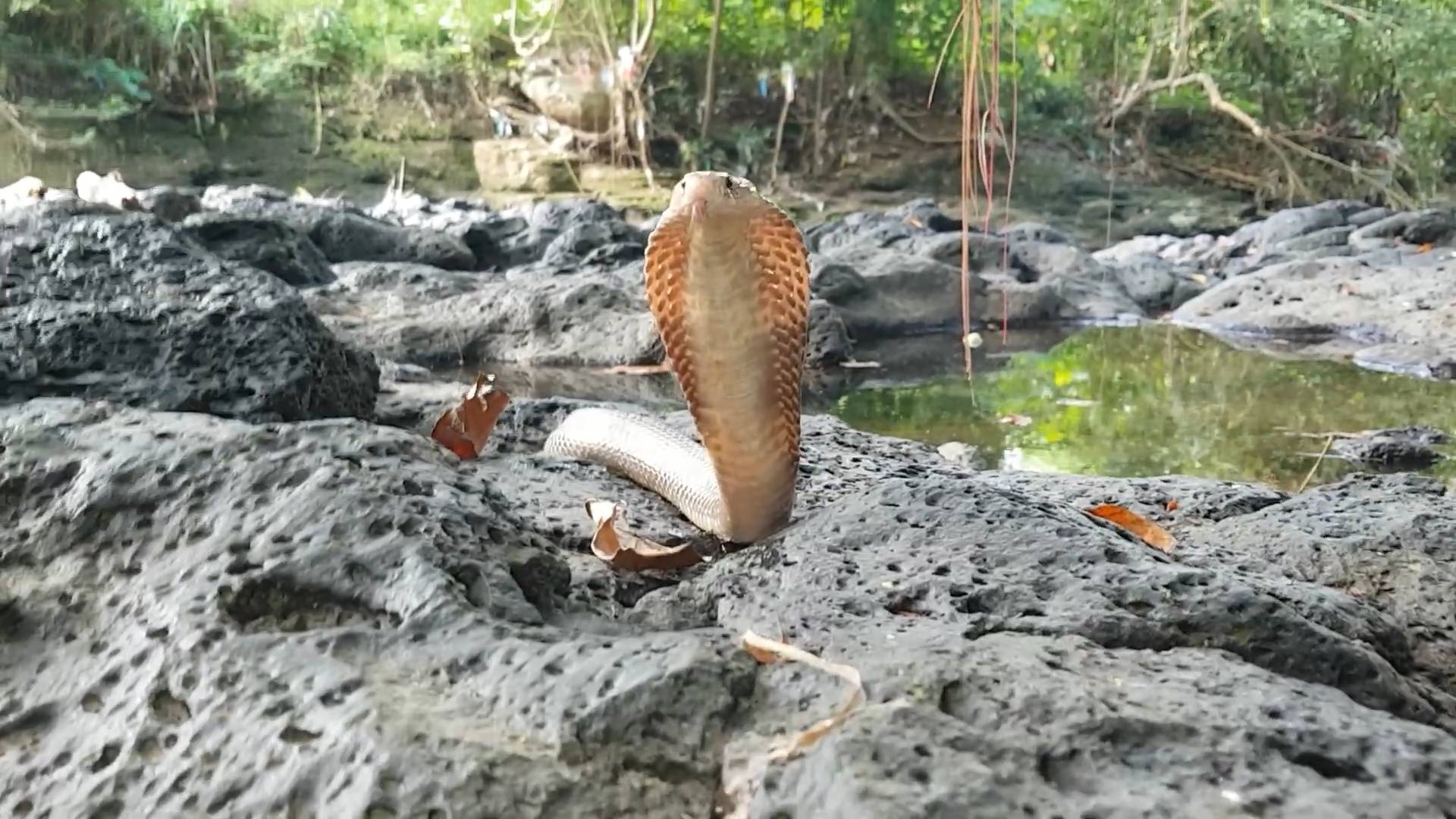 Javan spitting cobra encounter
