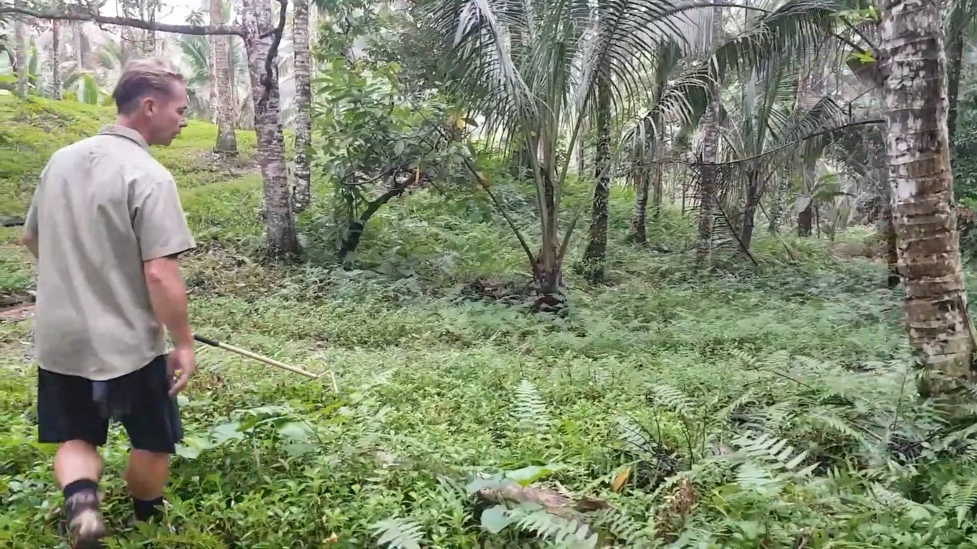 King cobra | Big angry snakes and snake bites