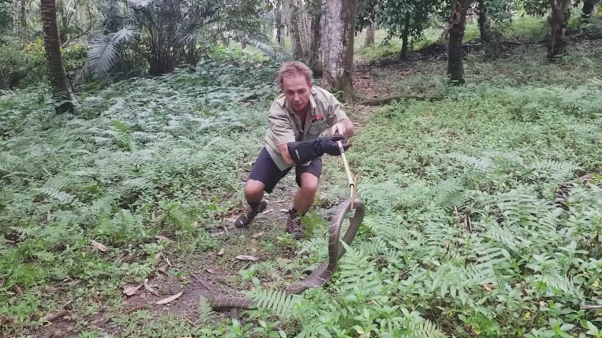 King cobra | World's biggest snakes