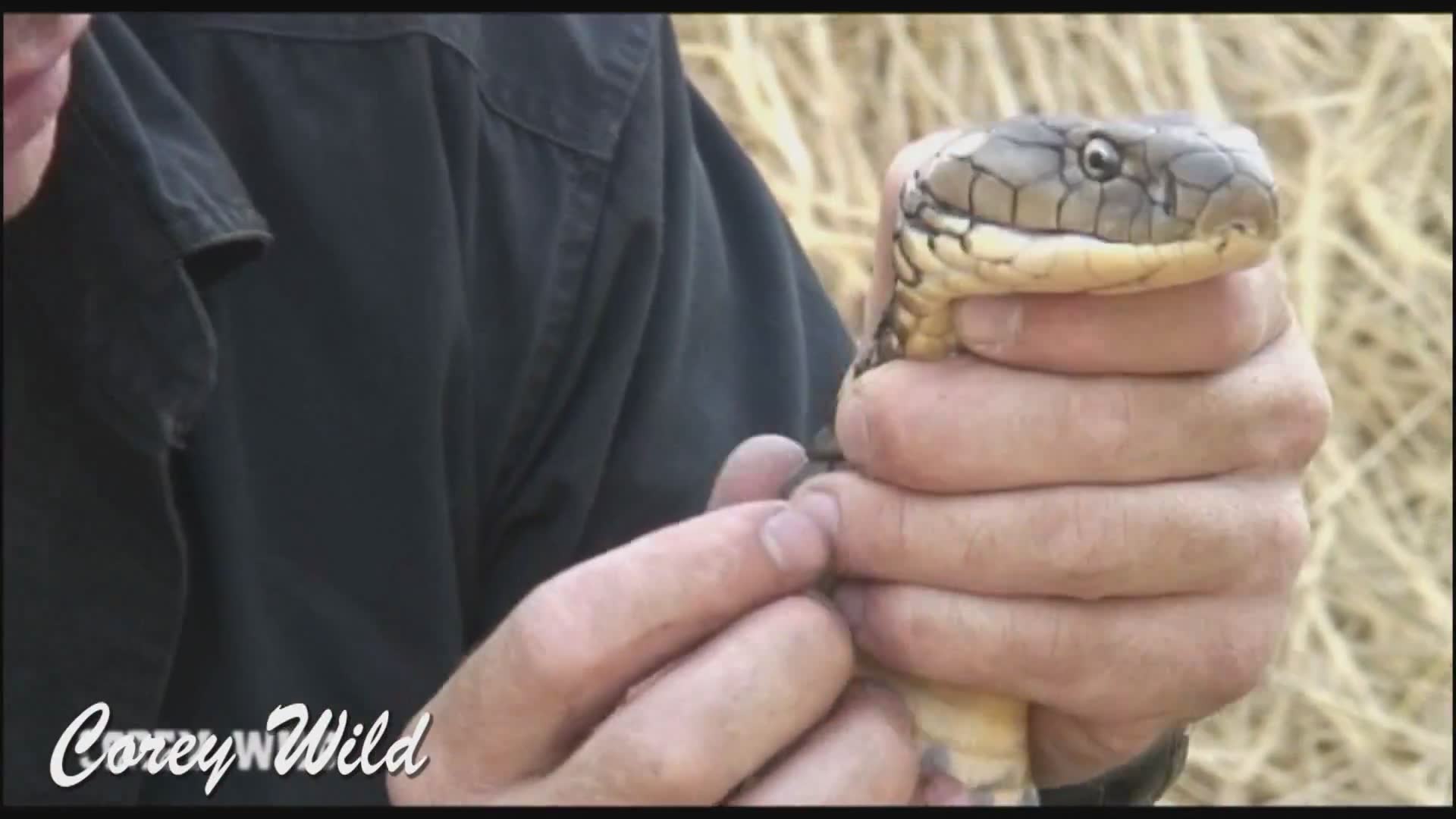 King cobra bites, crocodile attacks, catch and cook with many more wildlife adventurers