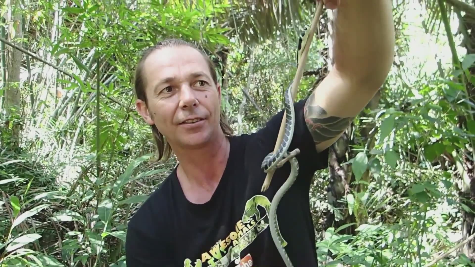 King cobra encounters with snake man