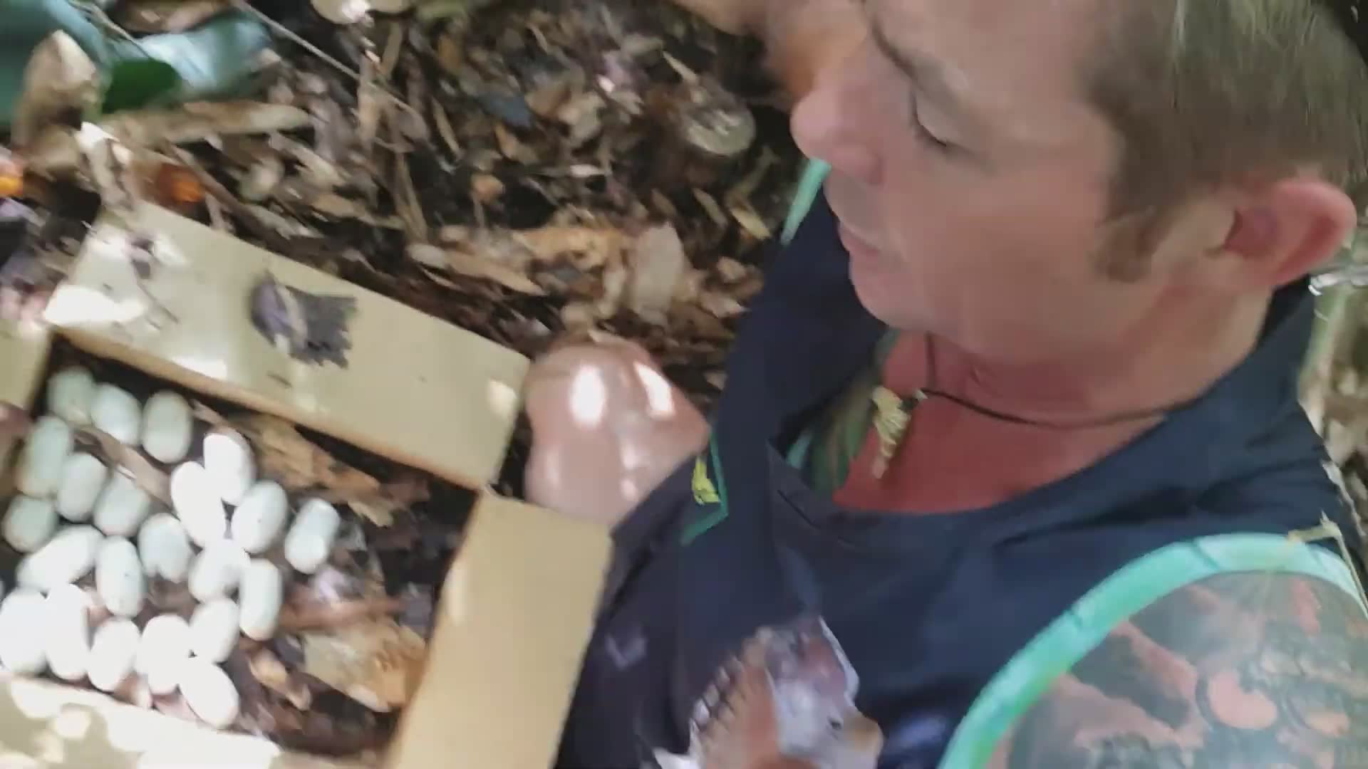 King cobra nest raid | Wild king cobra eggs