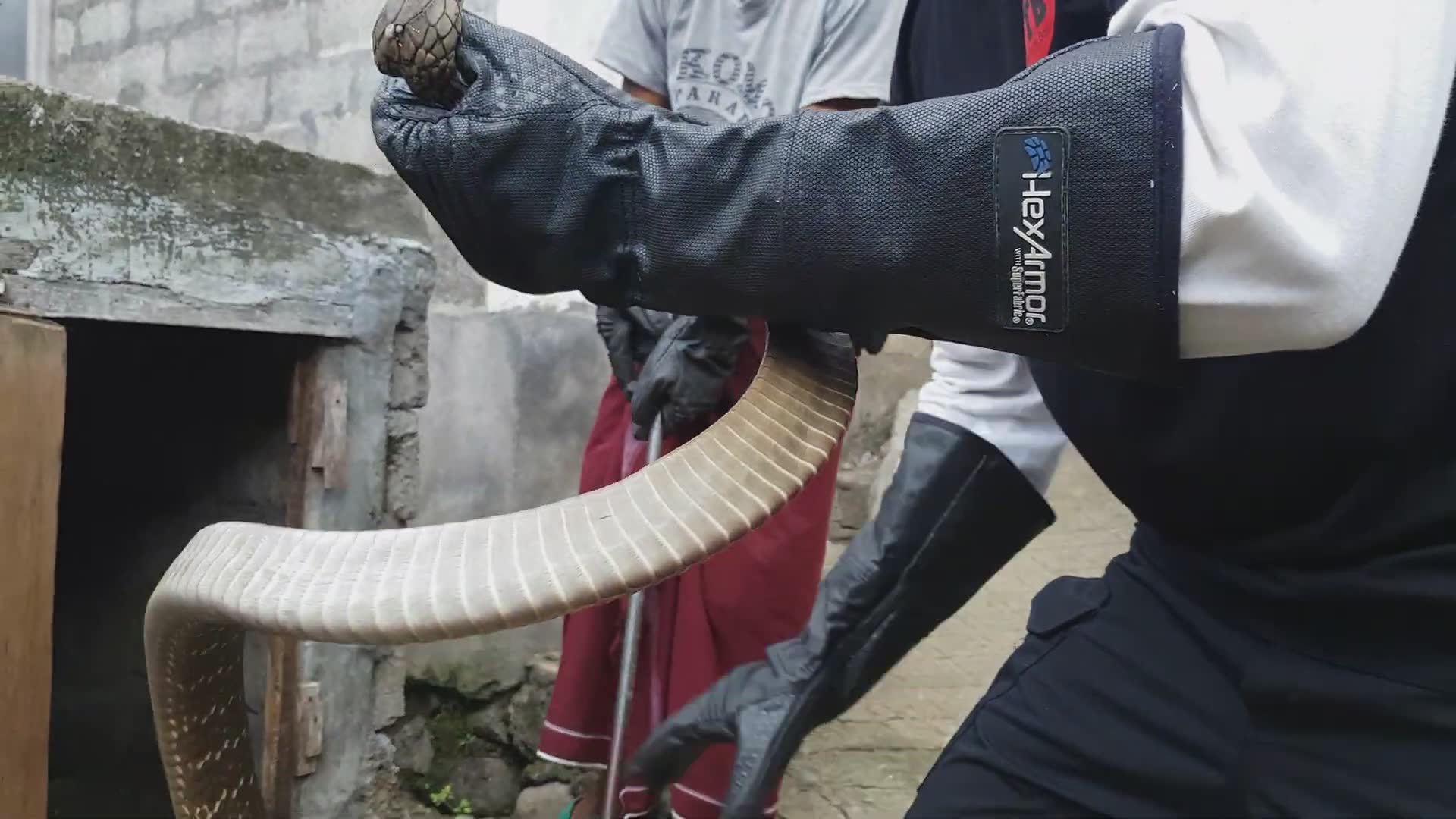 King cobra encounters you need to see