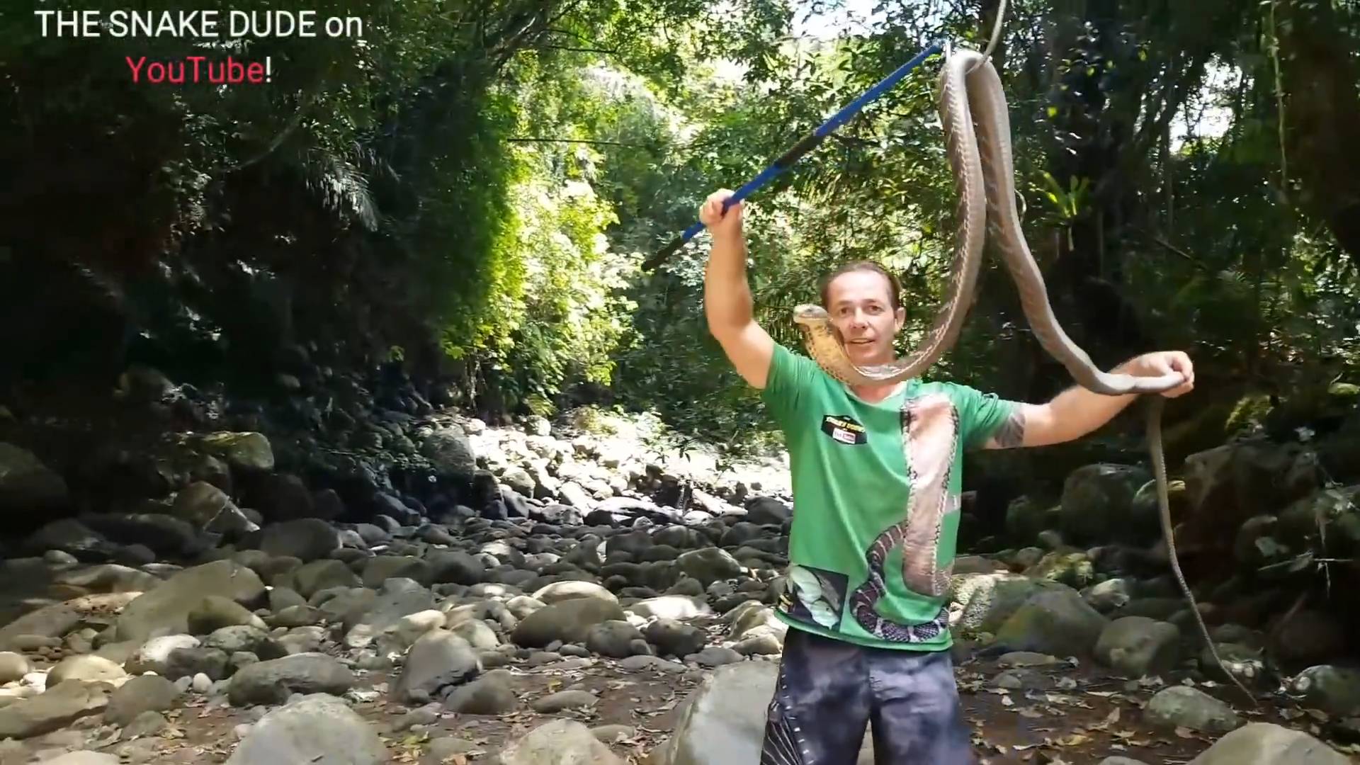 King cobra encounters