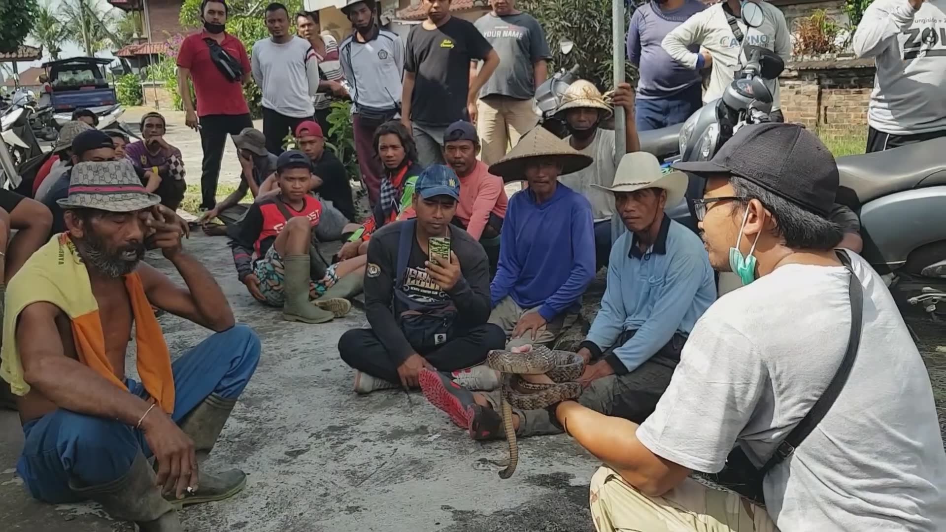 King cobra snake encounters with snake man