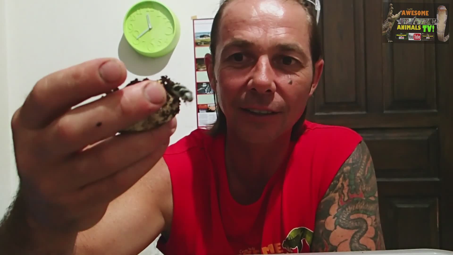 King cobra snake encounters