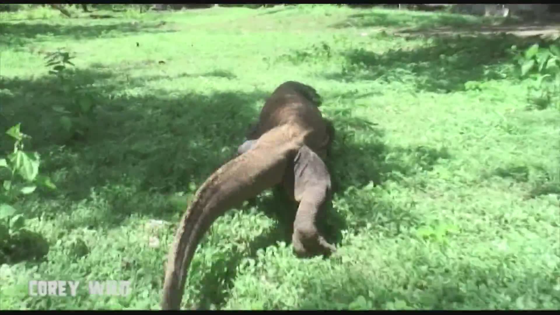 Komodo dragon vs village people | World's biggest monitor lizard