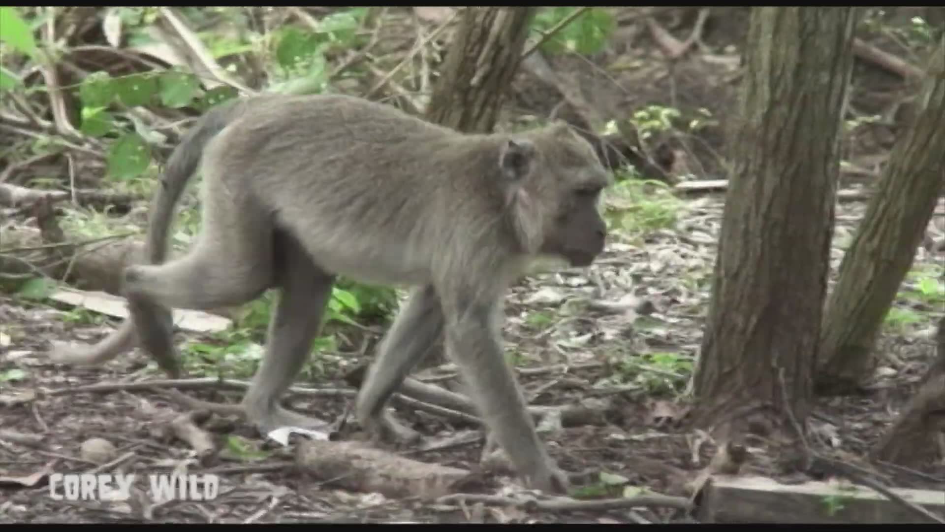 Komodo dragon vs macaque monkey | Do Komodo dragons eat monkeys?