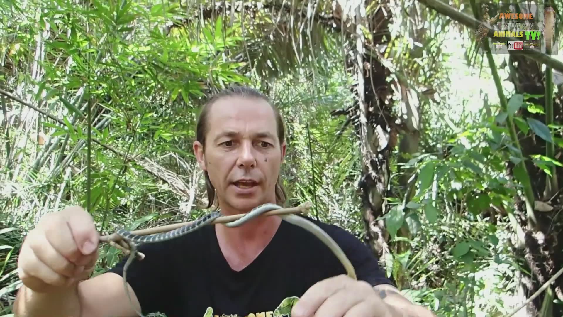 King cobra venom extraction | Snake man awesome animals with big snake