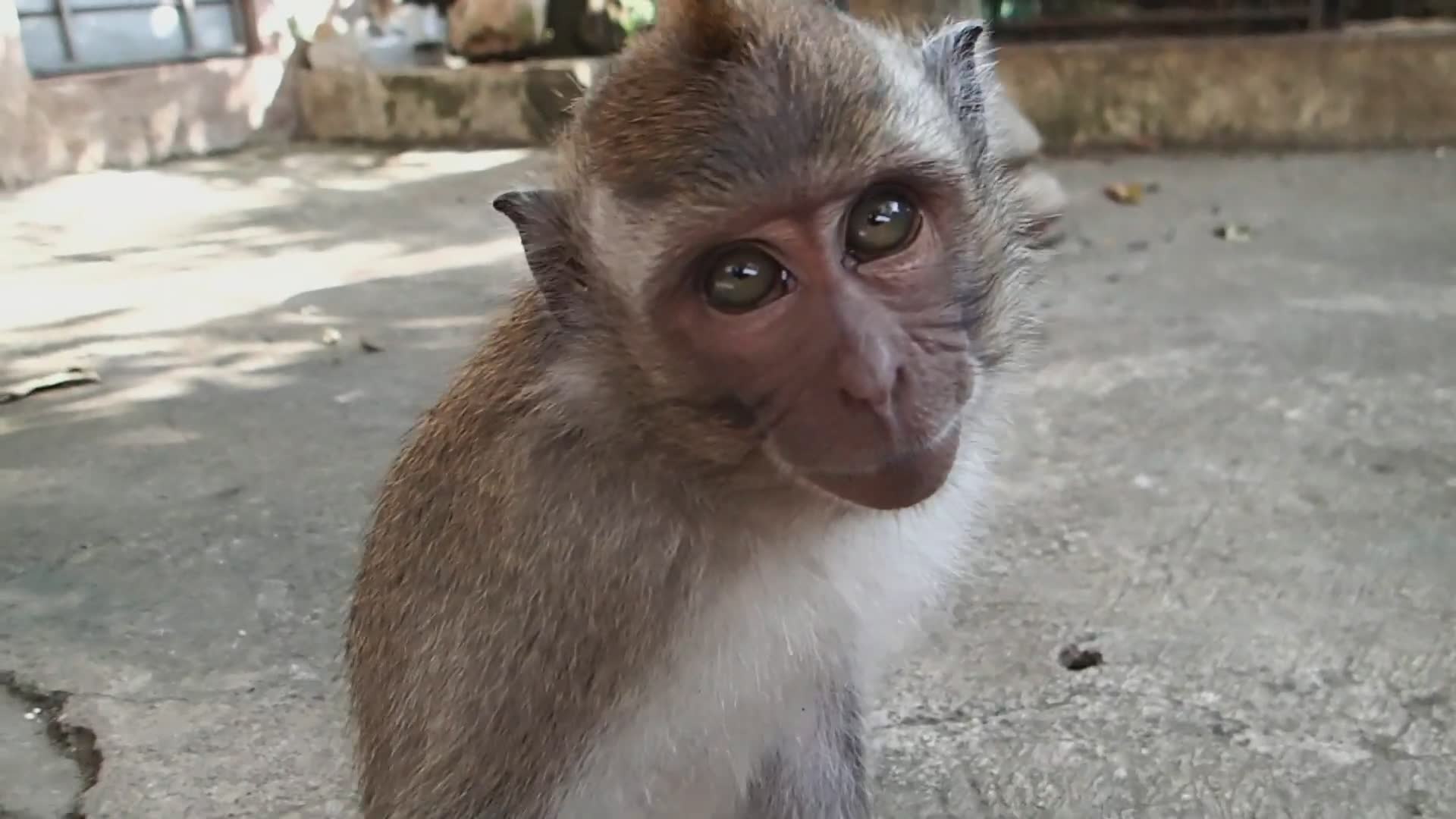 Macaque monkey attack | Monkey vs funny animals and cute animals monkey madness with monkey magic