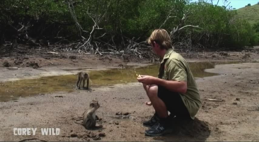 Macaque monkey madness