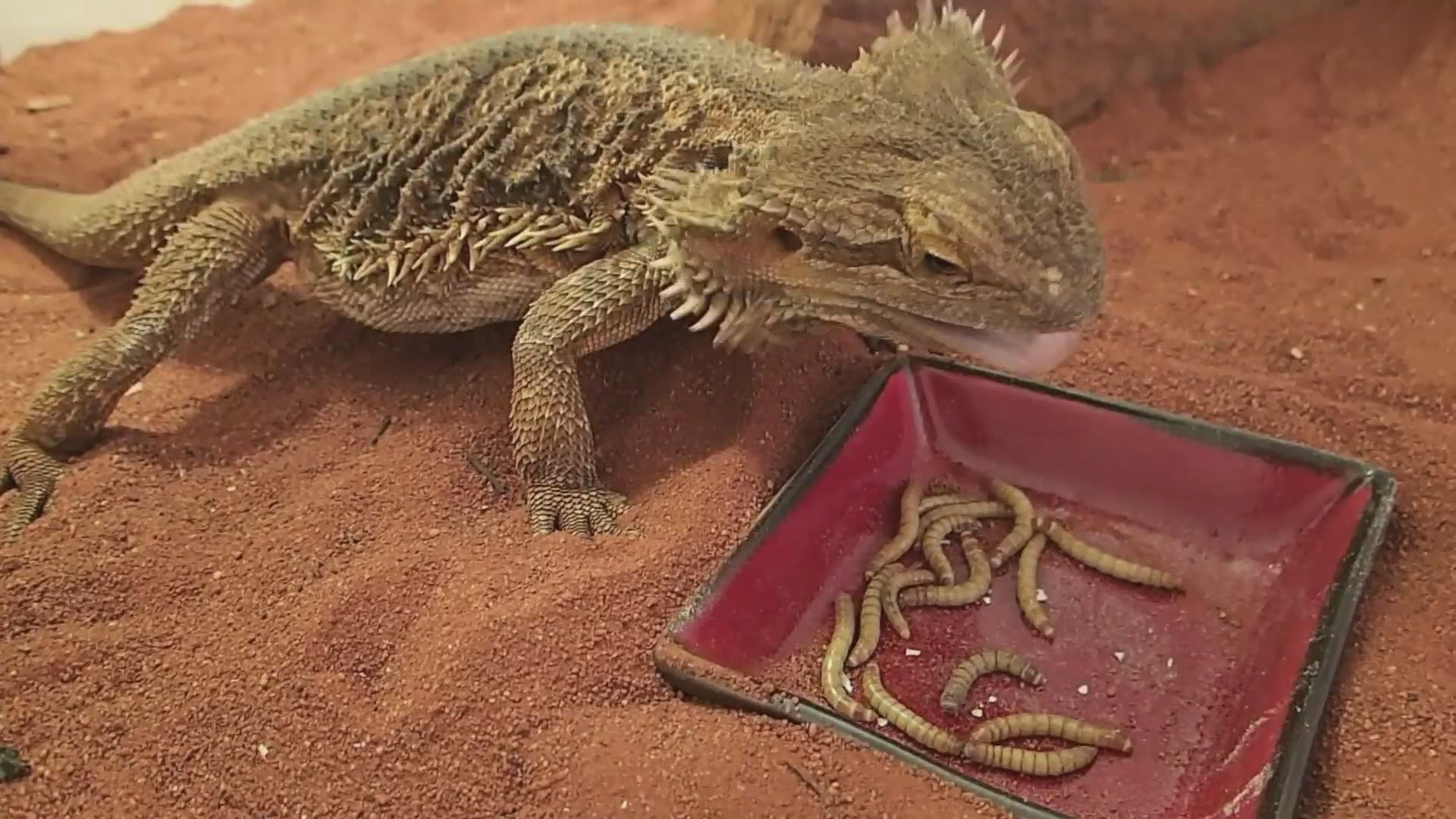 Lizards of Australia | Bearded dragon, monitor lizard and skink species