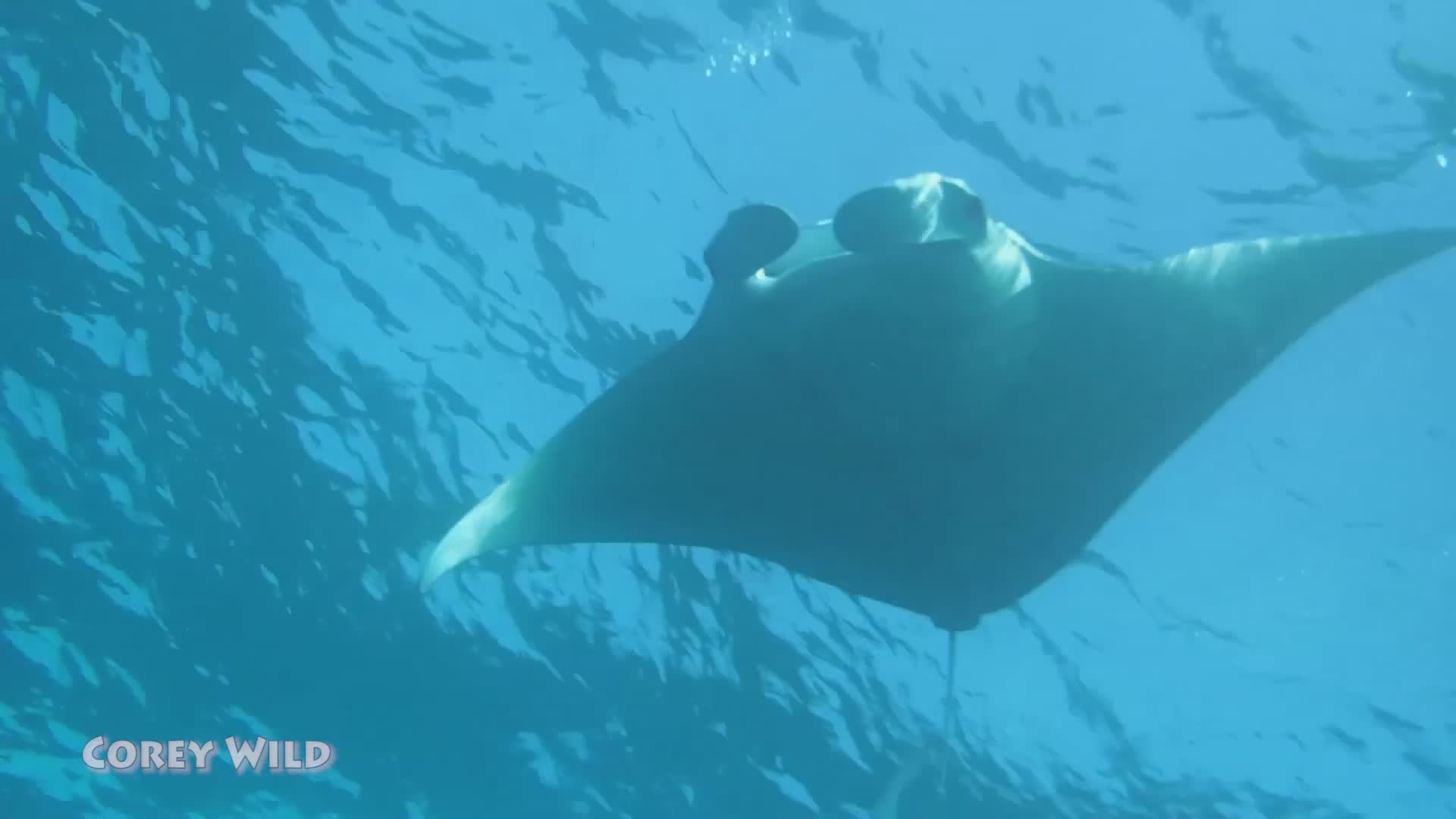 Manta ray adventure | Free diving, facts and conservation status with awesome animals
