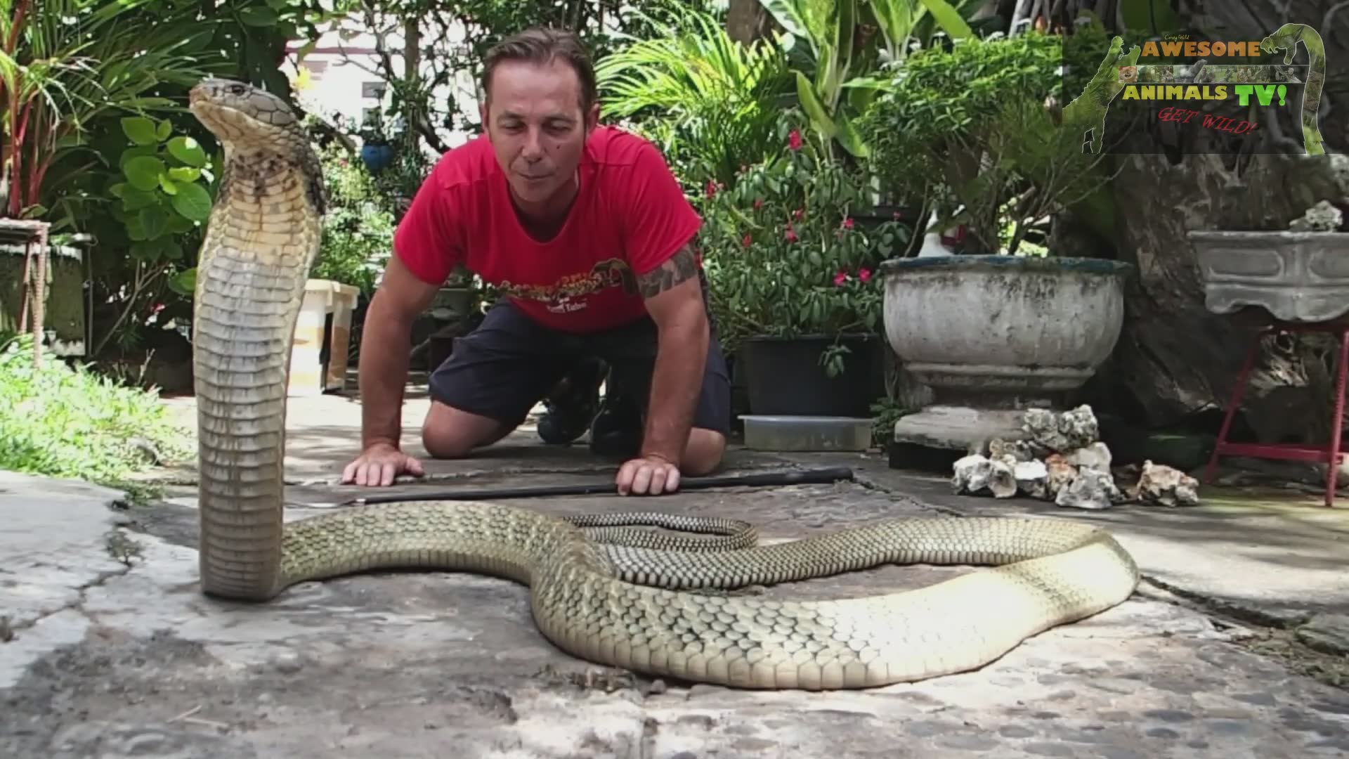 Mega king cobra | World's largest venomous snake with snake man