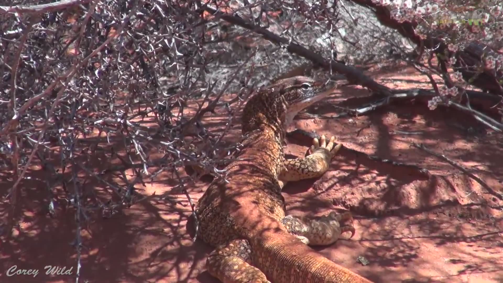 Monitor lizard vs goanna | What's the difference? Sand goanna with dragon dude top reptiles Australia