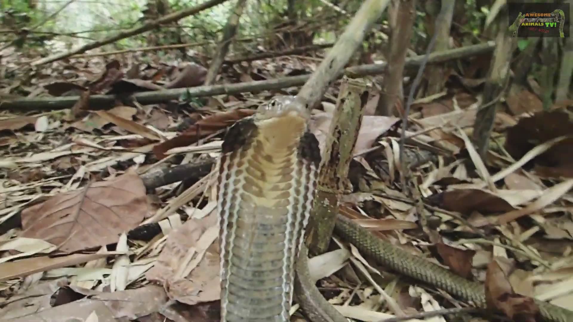 Monster king cobra strikes | Snake dude biggest venomous snake