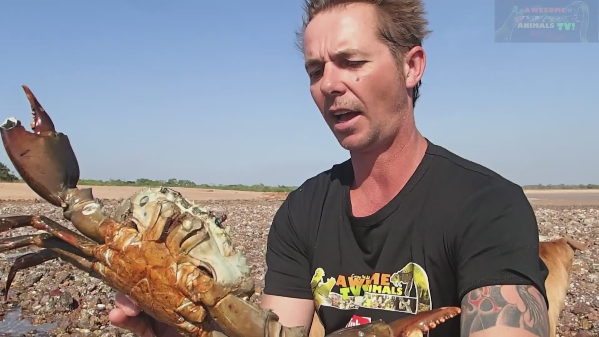 Monster mud crabs | Catch and cook primitive style with fishing gear