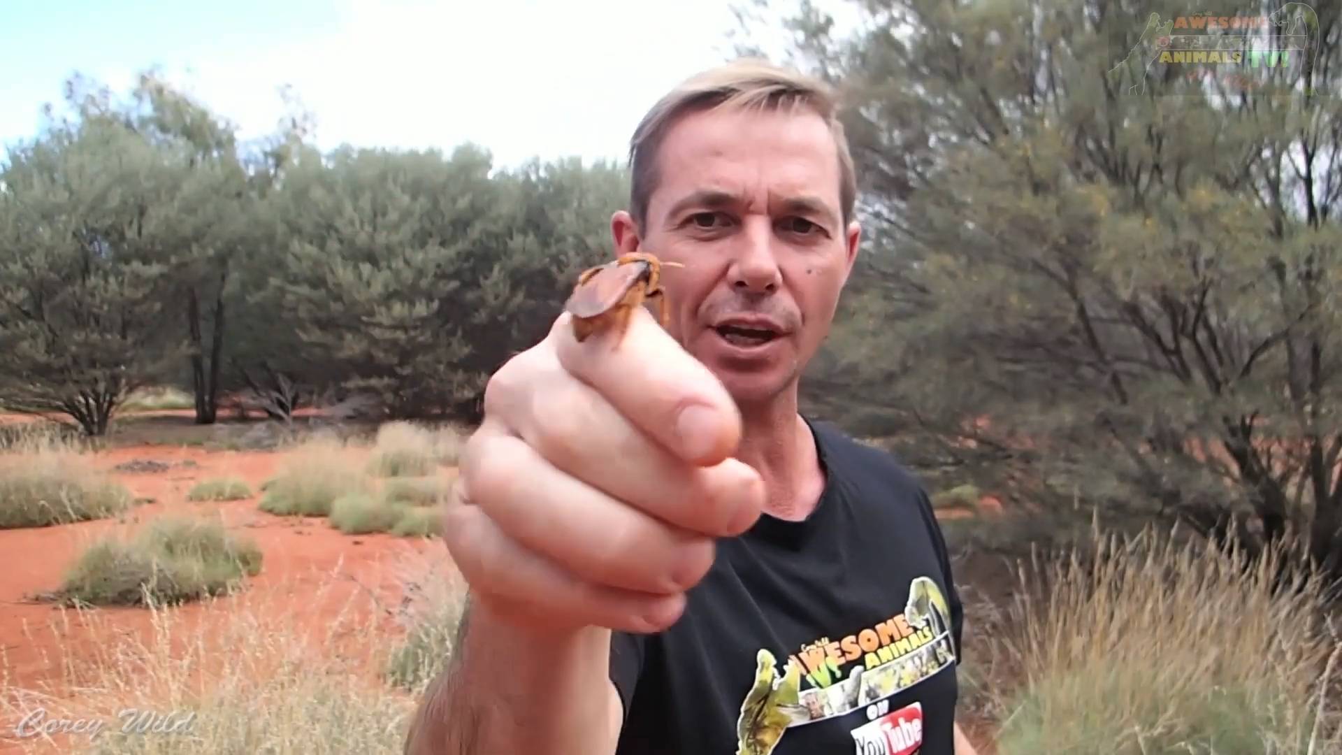 Murder hornets dangerous USA | Hornet sting first aid with education treatment and health medicine