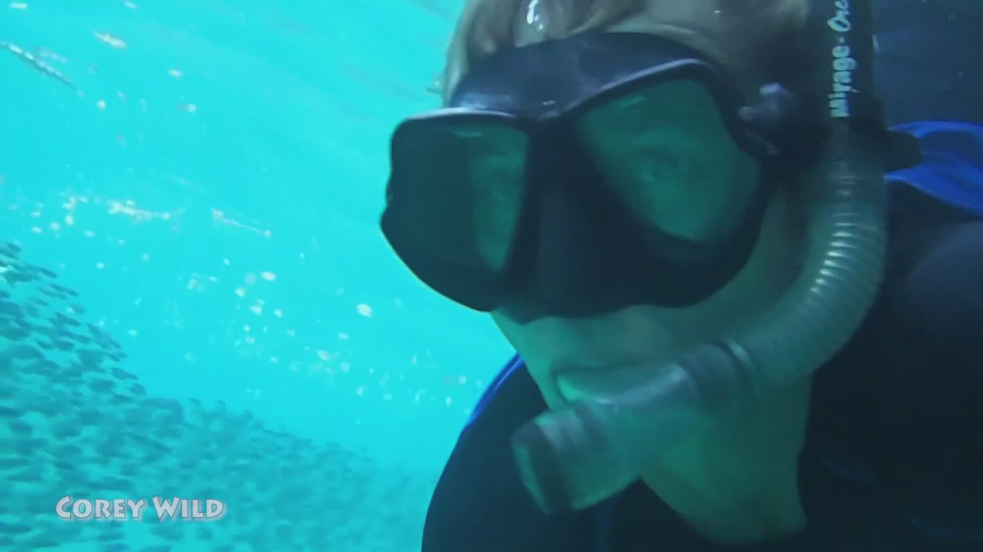 Nemo is found | Do anemone sting you? Clown fish and anemone fish