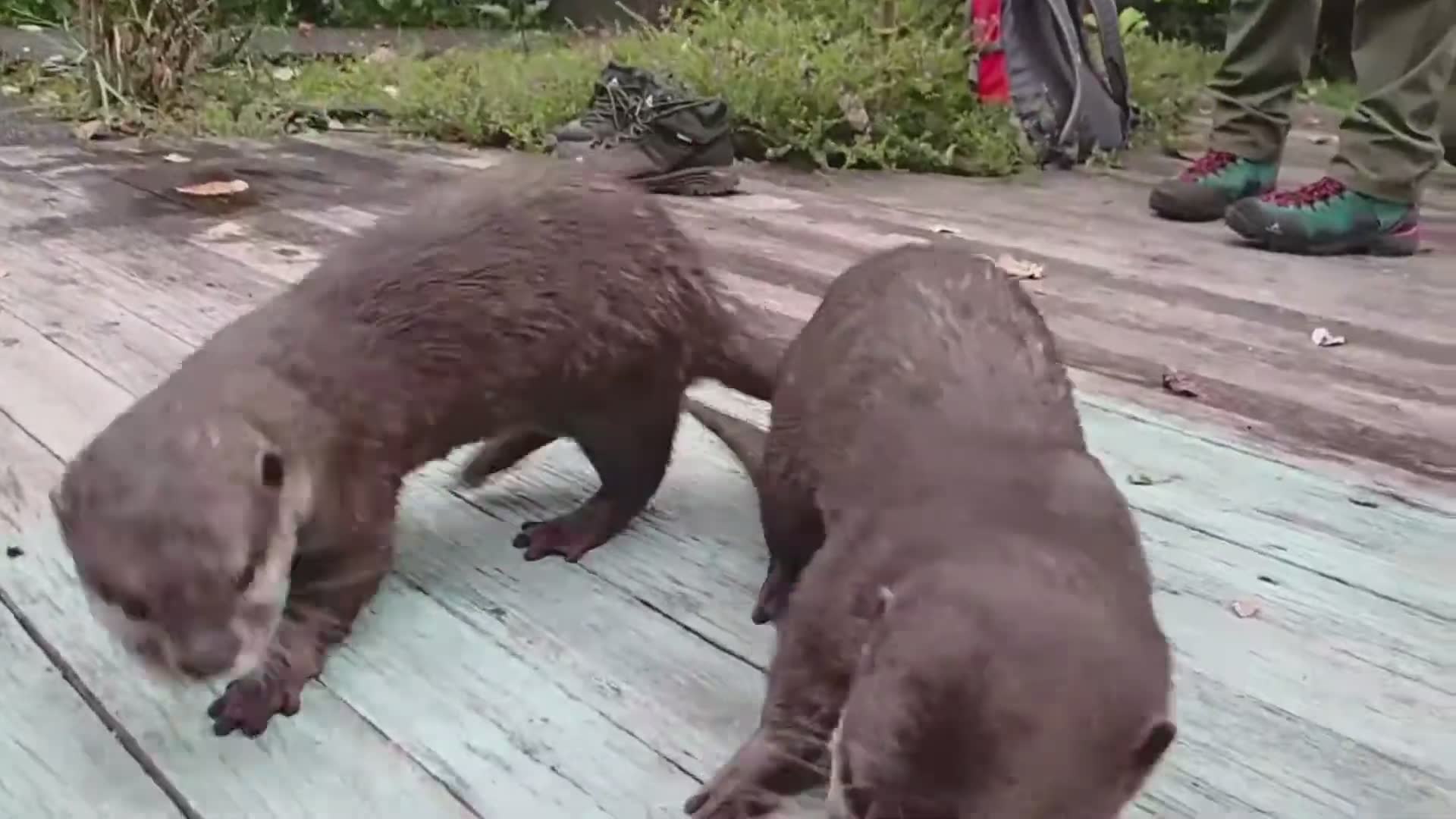 Otters vs catfish | Asian short-clawed otter encounters