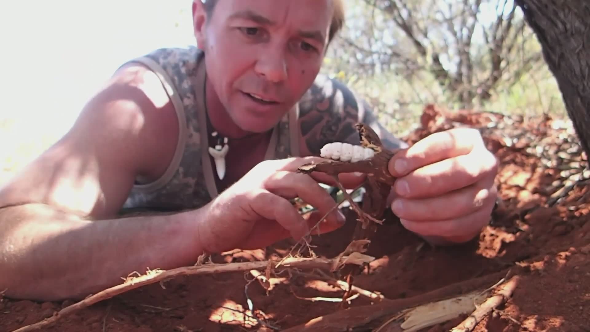 Primitive technology | Primitive foods with witchetty grubs, survivor survival skills and bush tucker