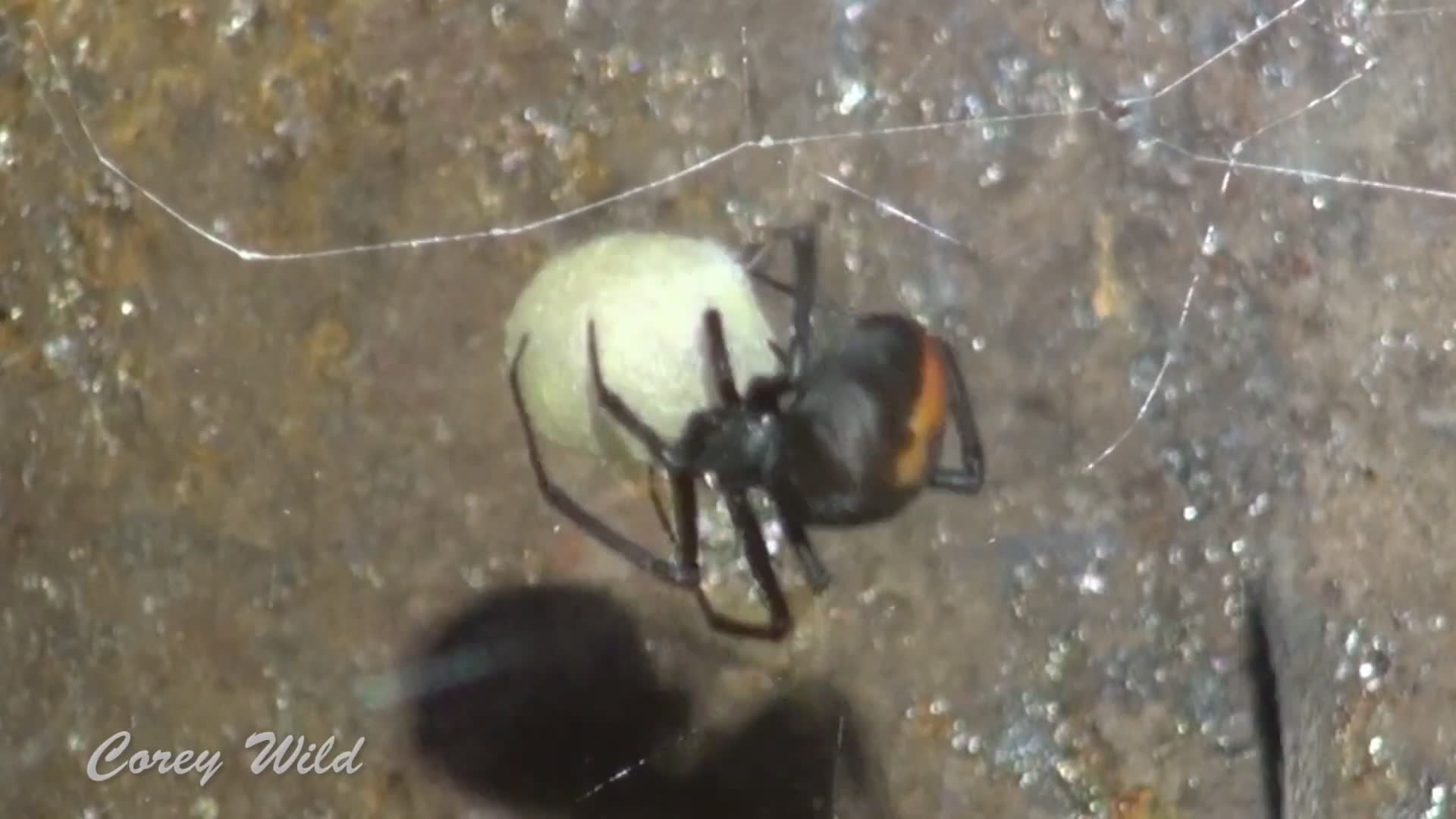 Red back and black widow | First aid and bite symptoms